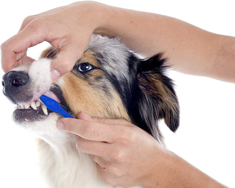 Escova Dentária para Pet